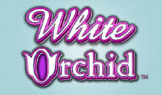 White Orchid